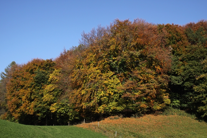 Automne au Mt-Pelerin - 029